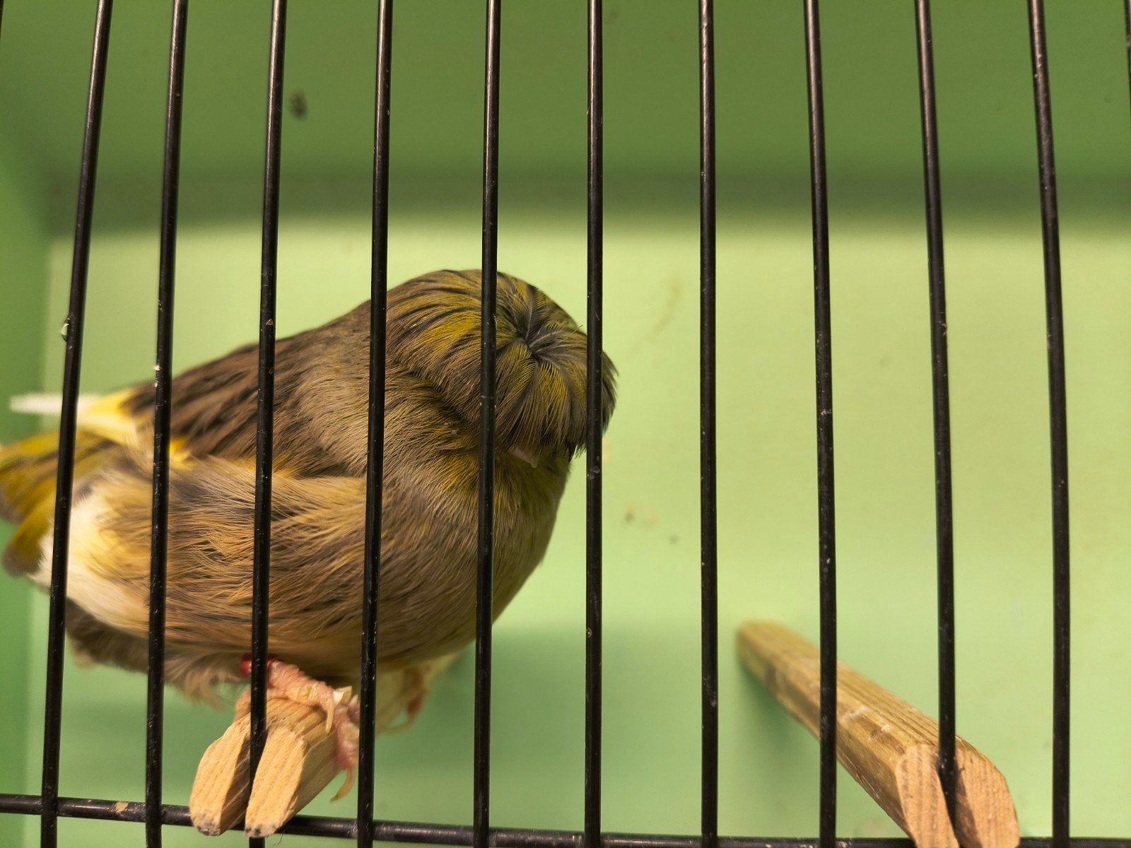 koppel gloster, Dieren en Toebehoren