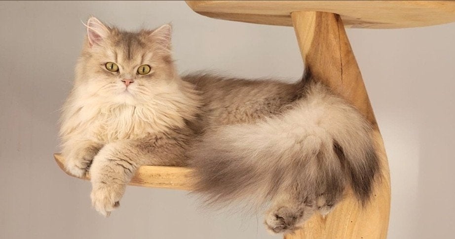 Mooie Brits korthaar en langhaar poes met stamboom., 3 tot 5 jaar