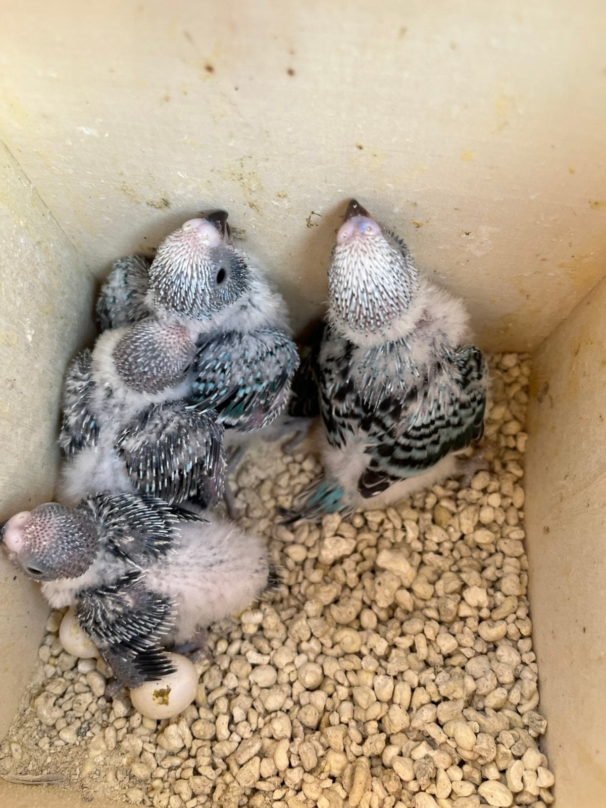 Jonge geasparkieten, Dieren en Toebehoren, Vogels | Parkieten en Papegaaien, Meerdere dieren, Parkiet