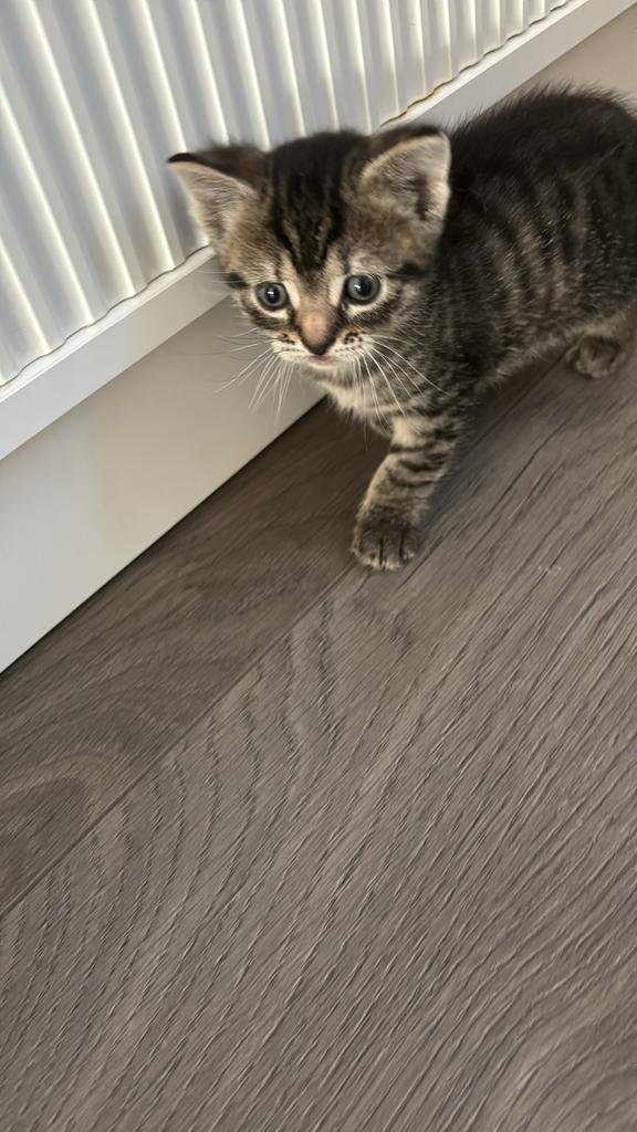 Kittens, Meerdere dieren, Kortharig, 0 tot 2 jaar