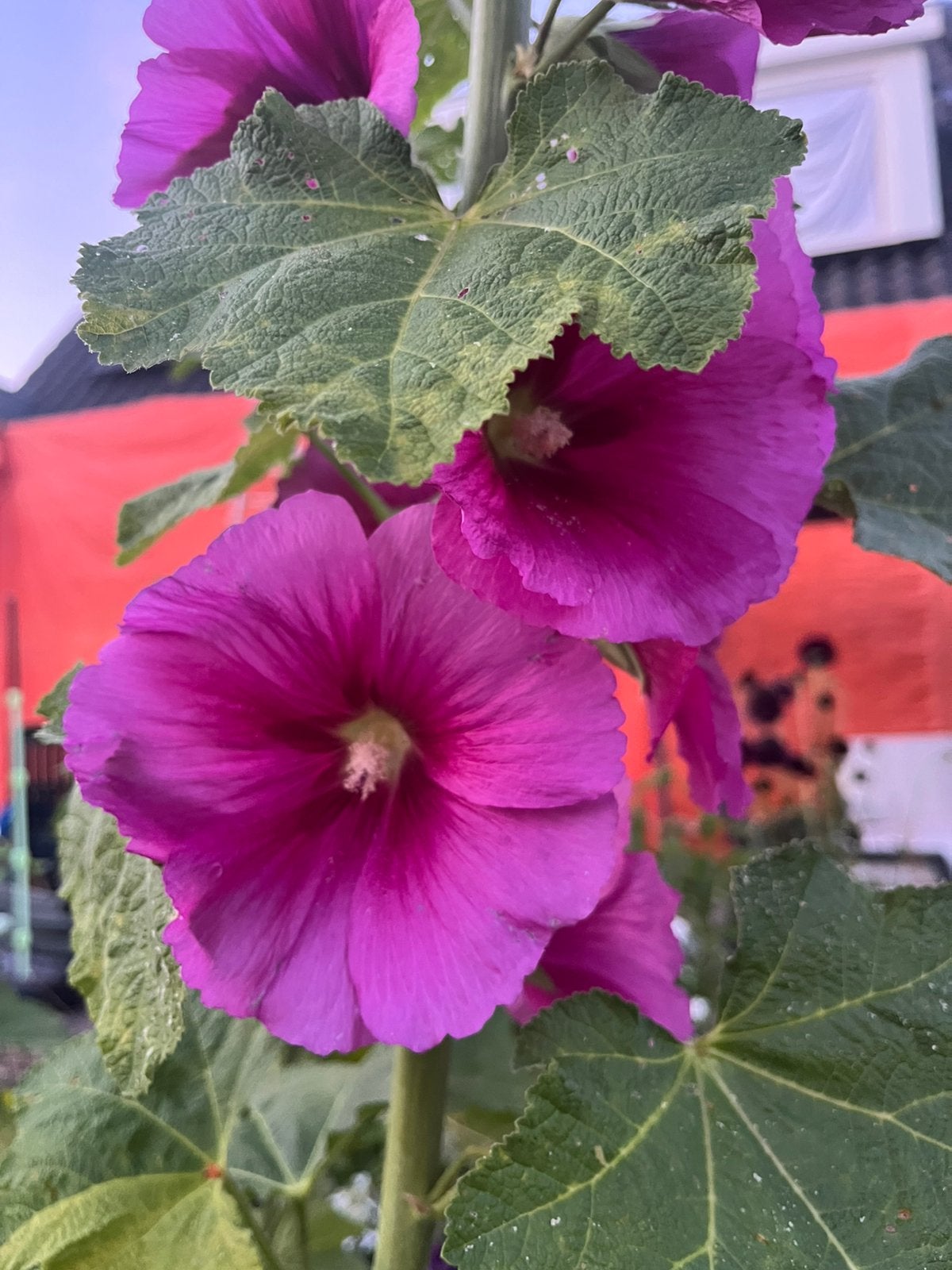 Roze stokroos zaden, Ophalen of Verzenden, Volle zon