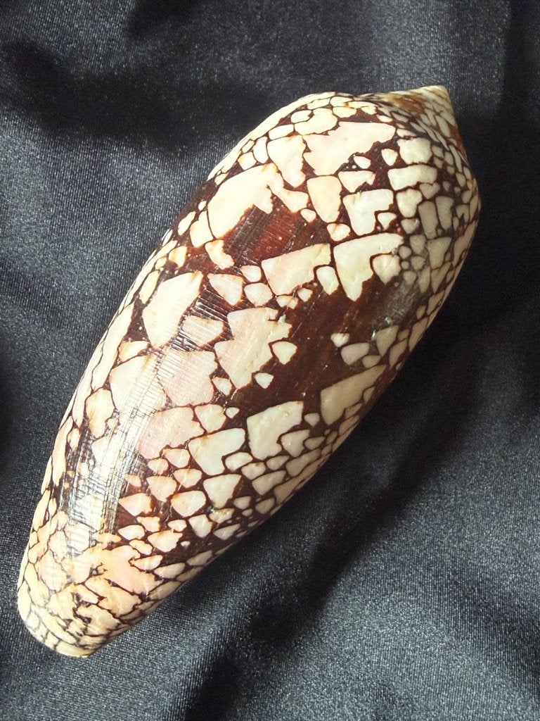 schelp Conus Aulicus 123mm, Verzamelen, Ophalen of Verzenden, Schelp(en)