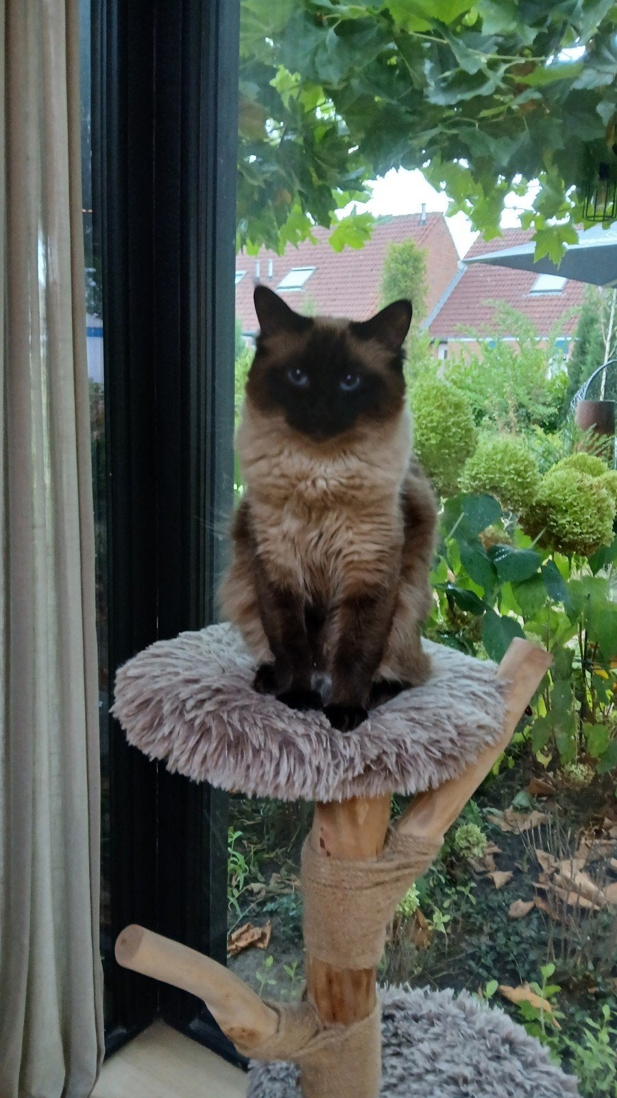 Verwacht ragdoll kittens rond 4 november, Dieren en Toebehoren, Poes