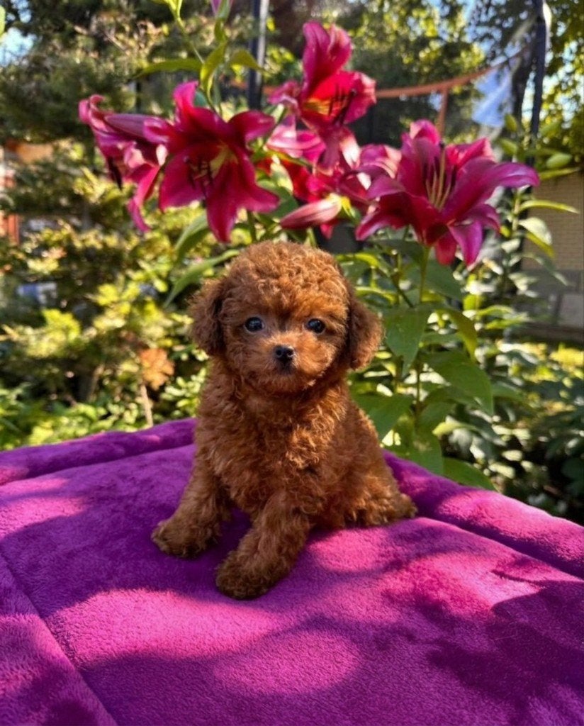 Toypoedel pups, Poedel, 8 tot 15 weken, Parvo, Meerdere dieren