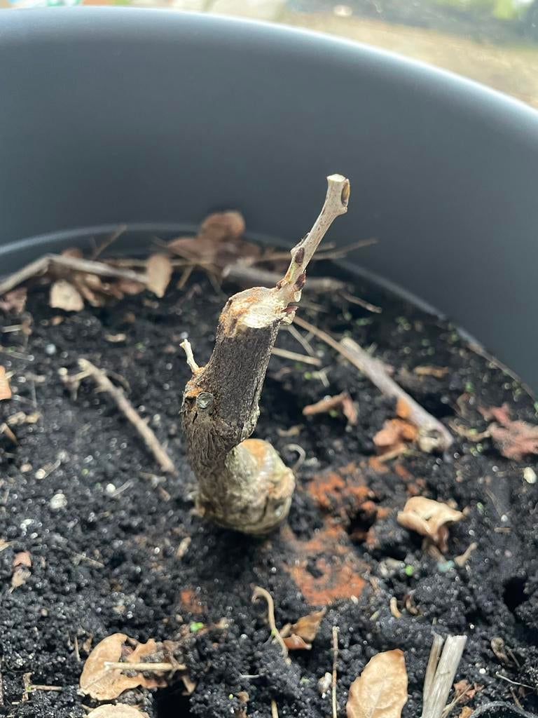 Geef je oude planten een tweede leven - ik haal ze op!, Tuin en Terras, Planten | Tuinplanten, Overige soorten, Vaste plant, Ophalen of Verzenden