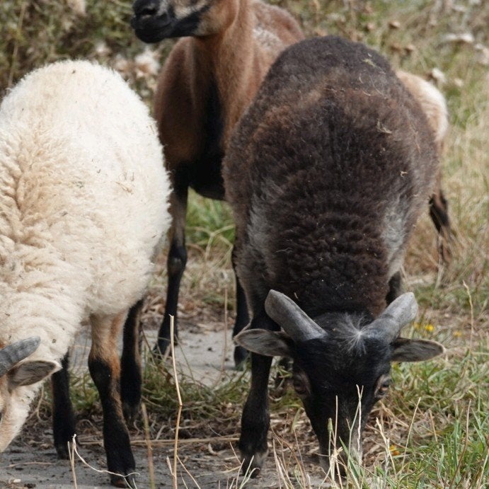 mini ramlam TE KOOP, Dieren en Toebehoren, Mannelijk, Schaap, 0 tot 2 jaar