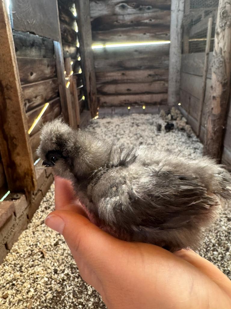 Usa zijdehoen kuikens (6 weken), Dieren en Toebehoren, Pluimvee, Geslacht onbekend, Kip