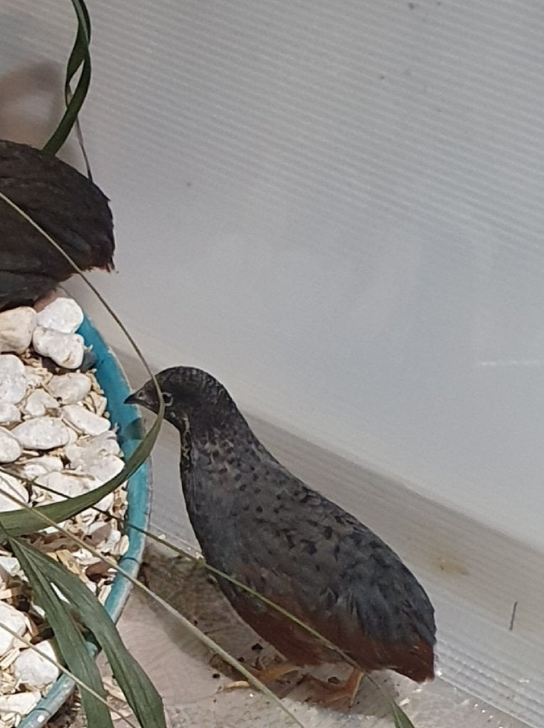 Chinese dwergkwartel, Dieren en Toebehoren, Vogels | Overige Vogels, Mannelijk