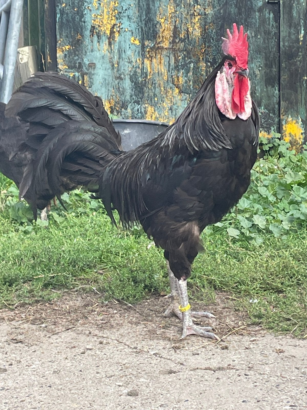 Spaanse witwang haan, Dieren en Toebehoren, Meerdere dieren, Kip