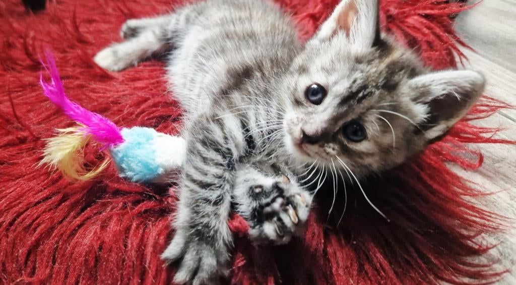 Halflang harig Black Silver Tortie Poesje, Dieren en Toebehoren, Poes, Gechipt, 0 tot 2 jaar
