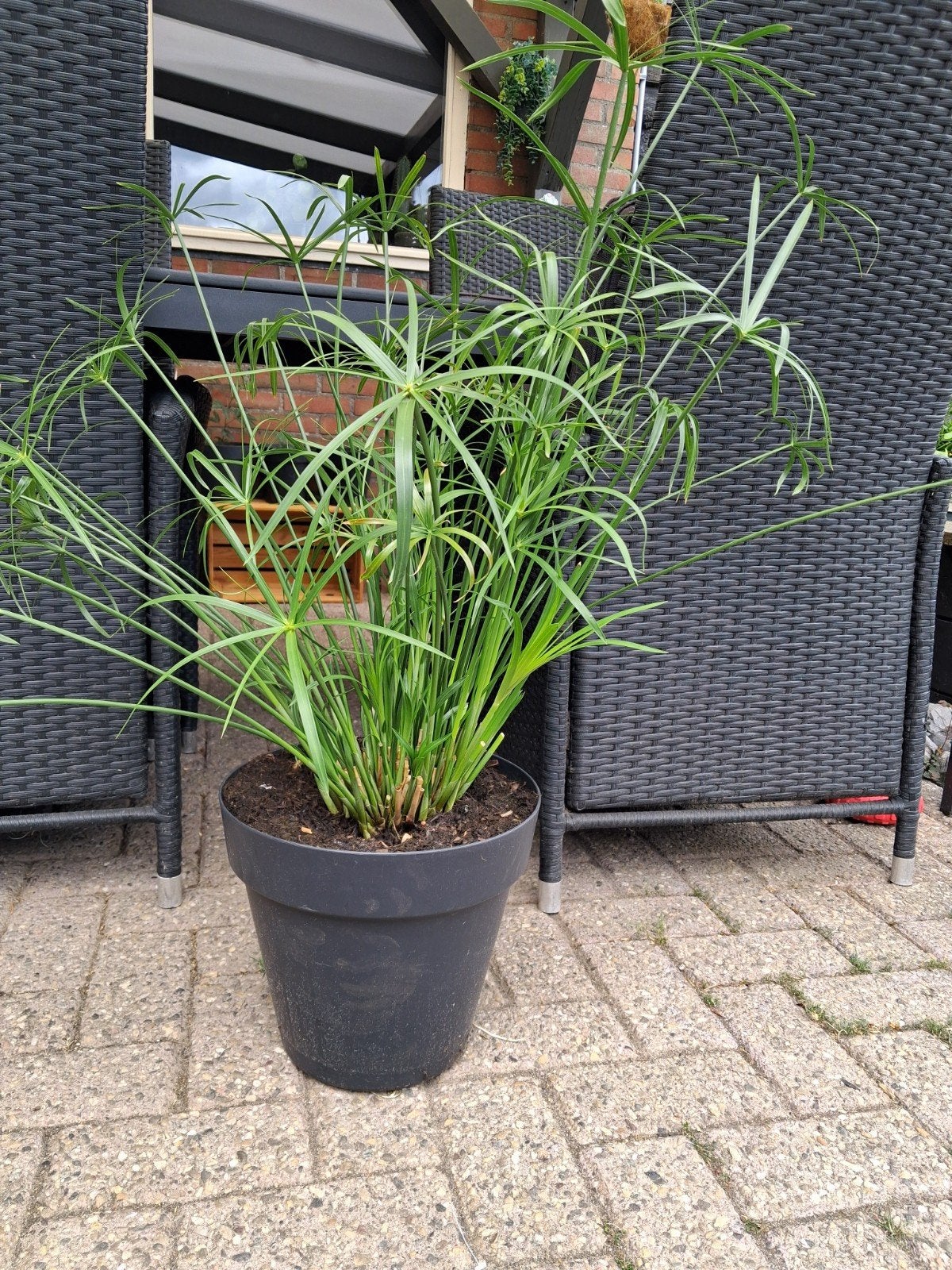 Parapluplant, Ophalen, Volle zon