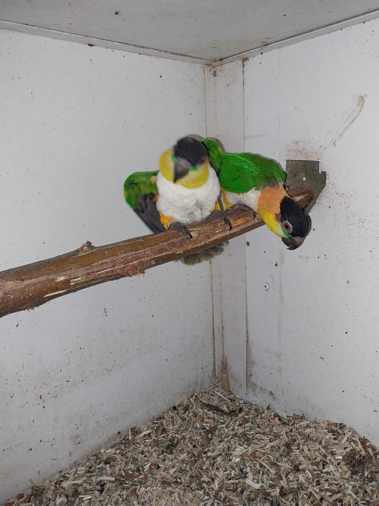 Diverse koppels caique,s , zitten jongen bij, Dieren en Toebehoren, Vogels | Parkieten en Papegaaien, Meerdere dieren, Papegaai
