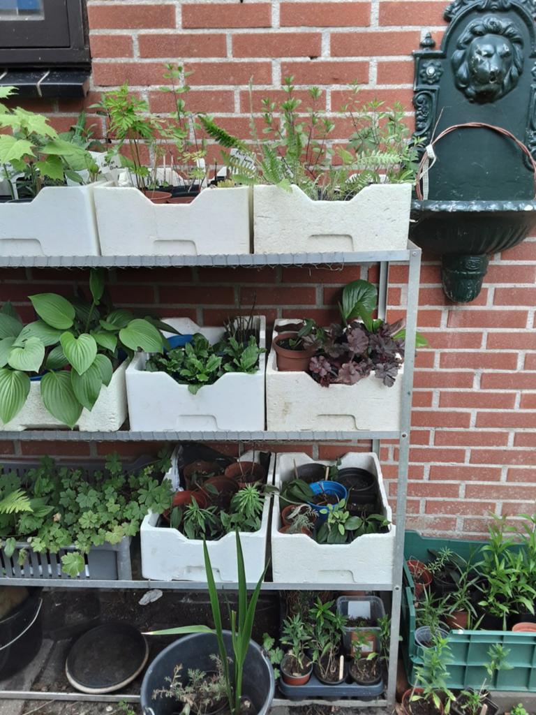 Stekken van vaste planten, Tuin en Terras, Ophalen, Overige soorten, Halfschaduw