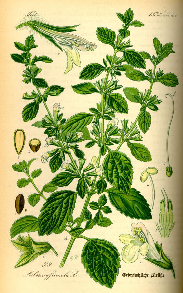 Bio zaden Citroenmelisse – Melissa officinalis, Verzenden, Voorjaar, Halfschaduw, Zaad