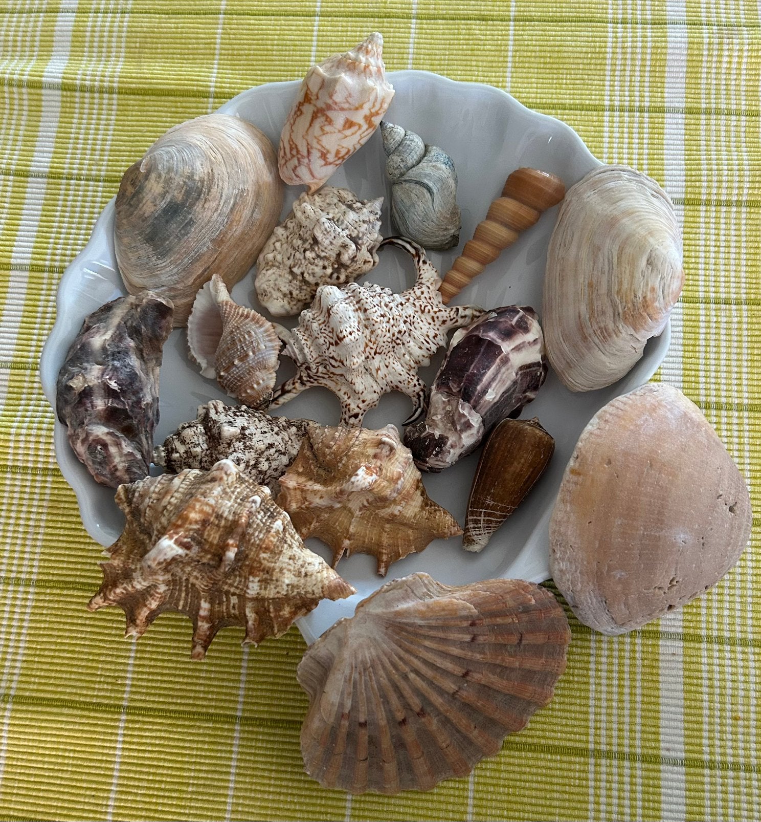 Emile Henry schelpvormige schaal + diverse losse schelpen, Ophalen of Verzenden