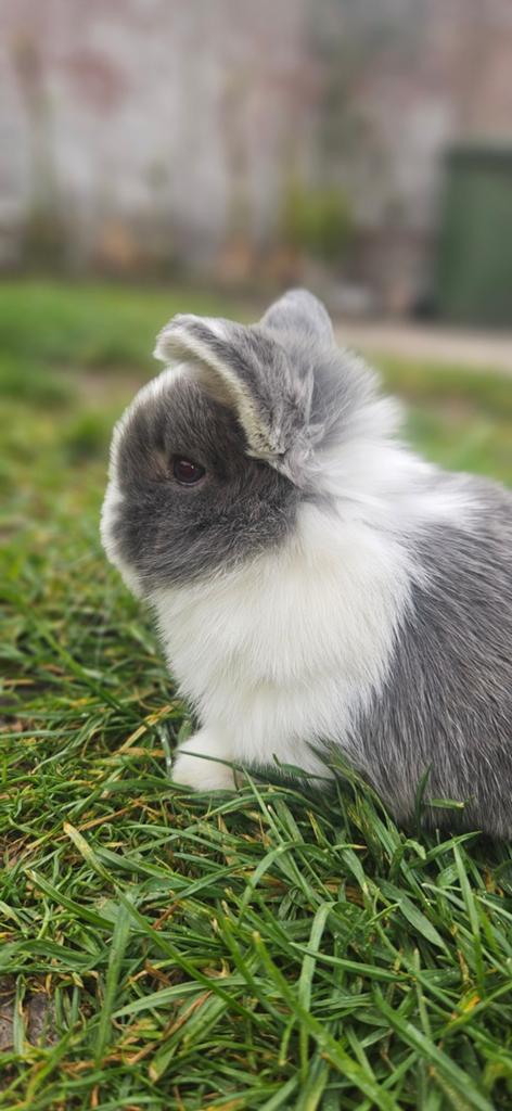 Zeer mooi koppeltje minilop konijntjes, Dieren en Toebehoren, Konijnen, Meerdere dieren, Dwerg