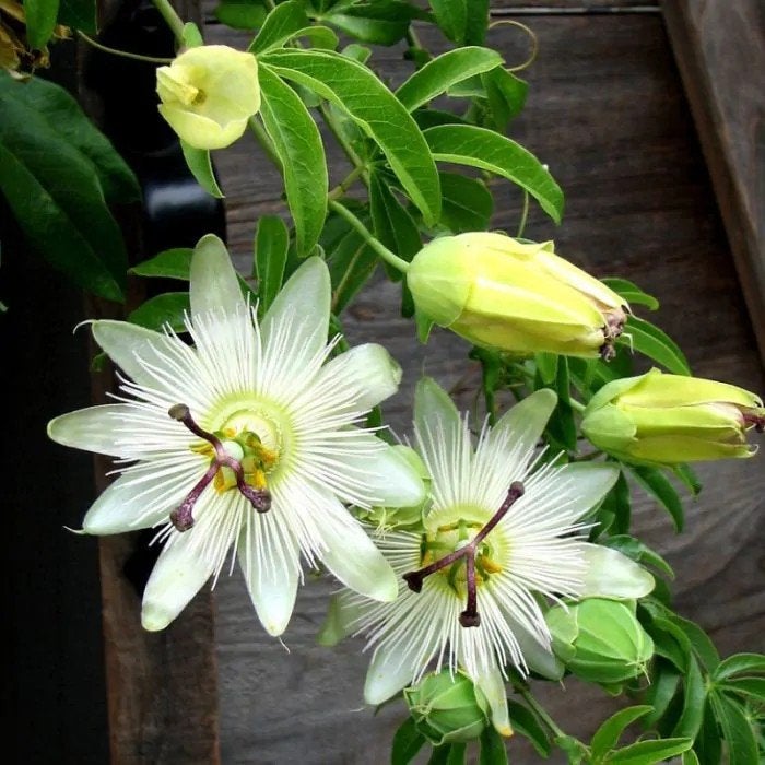 Grote klimplant Passiflora wit, Tuin en Terras, Planten | Tuinplanten, Ophalen of Verzenden, Overige soorten, Volle zon