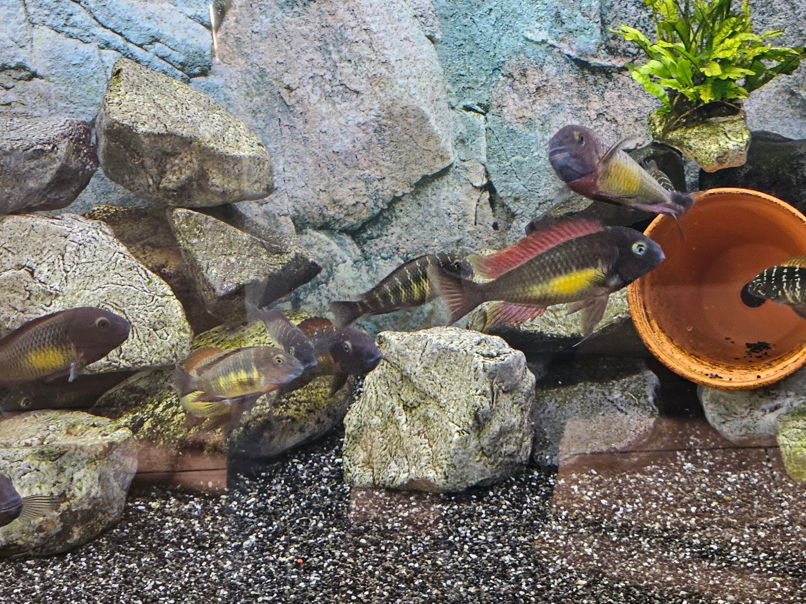 Tropheus red rainbow Kambwimba wildvang kweekgroep 8 stuks, Dieren en Toebehoren, Vis