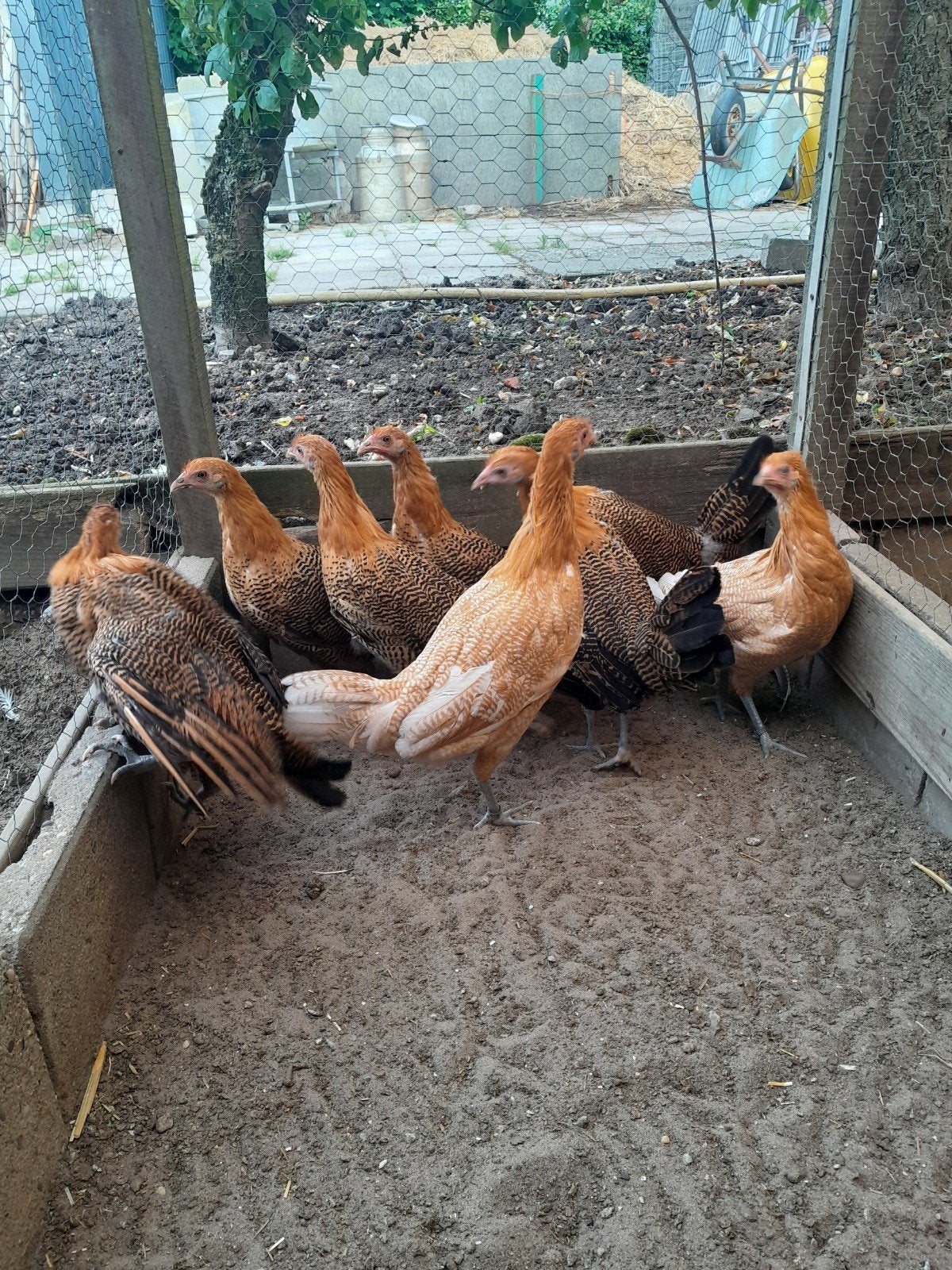 Jonge hennen, Dieren en Toebehoren, Vrouwelijk, Kip