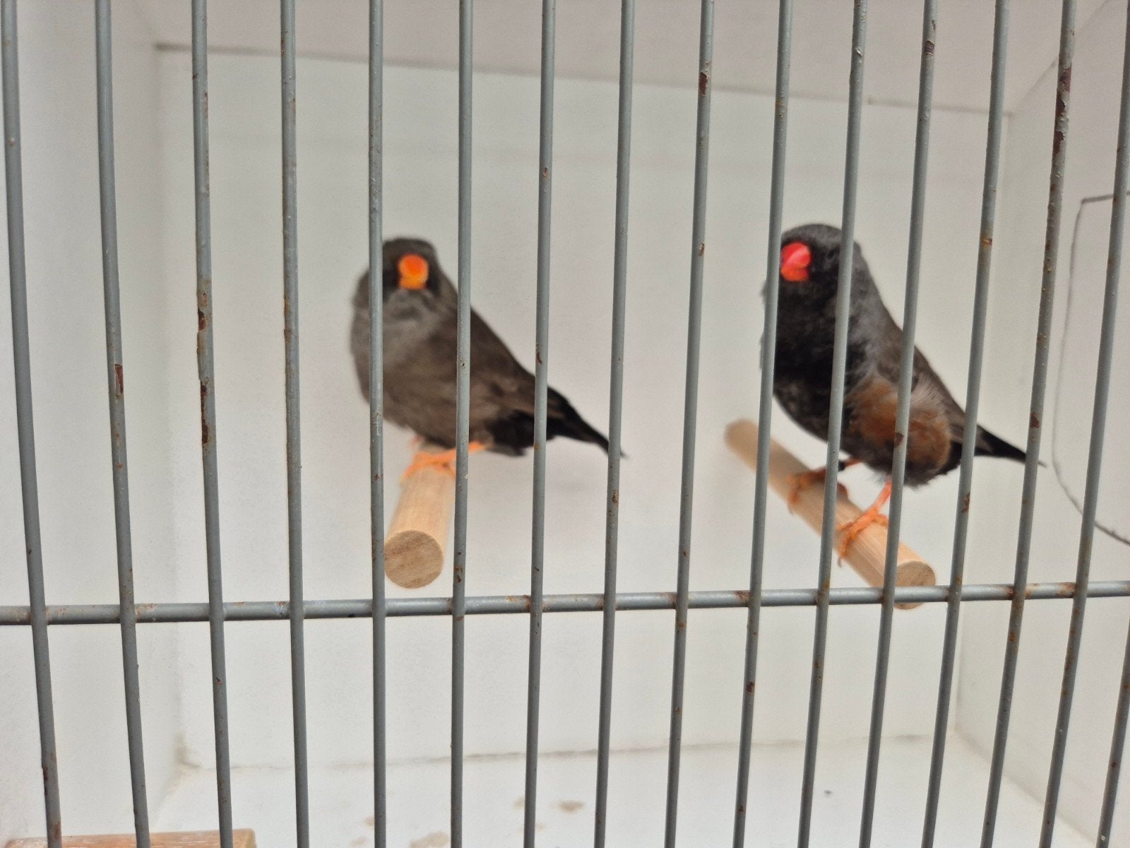 Charcoal zebravink, Dieren en Toebehoren, Meerdere dieren