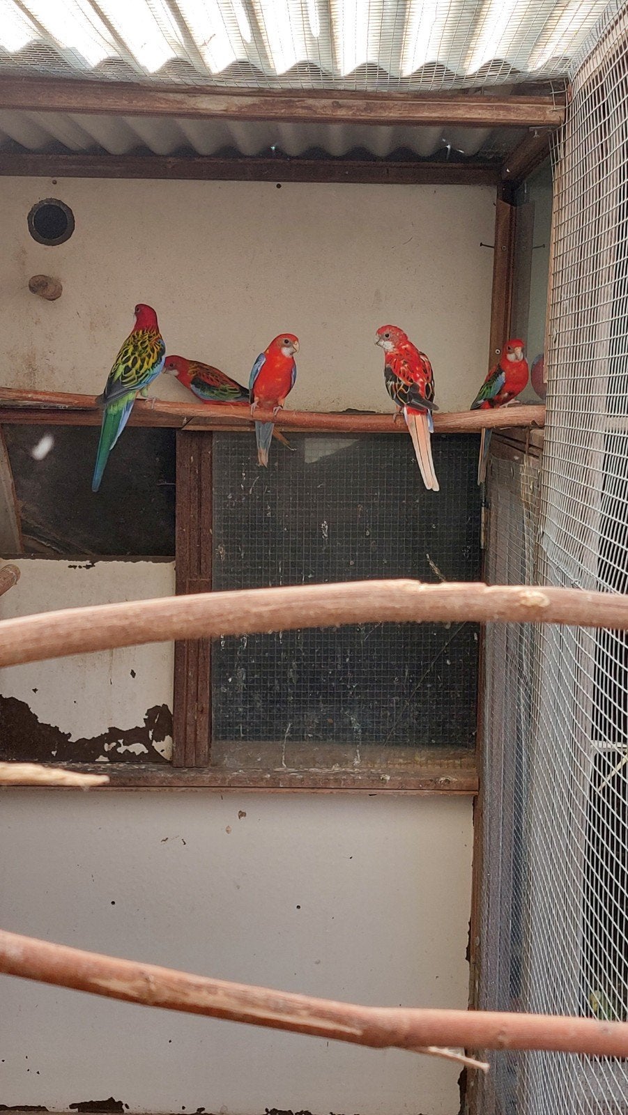 3 rode rosella's 2026, Meerdere dieren, Parkiet, Geringd