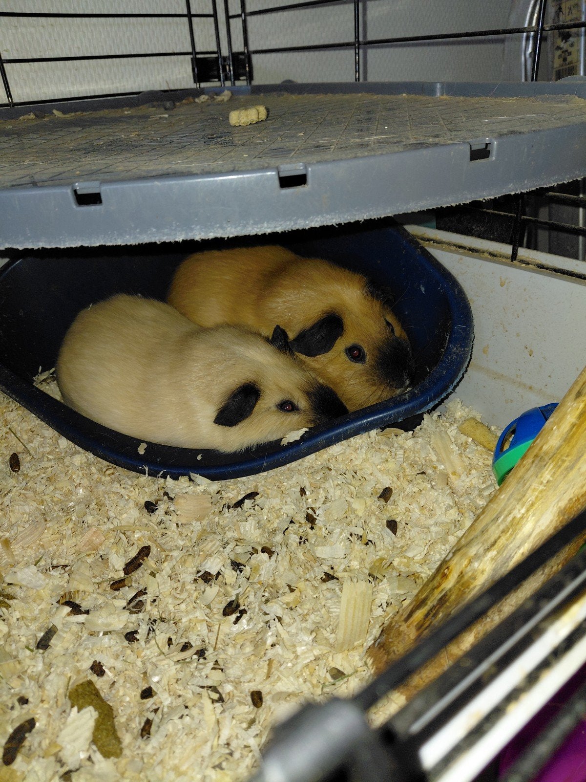Cavia's te koop, Dieren en Toebehoren, Ophalen
