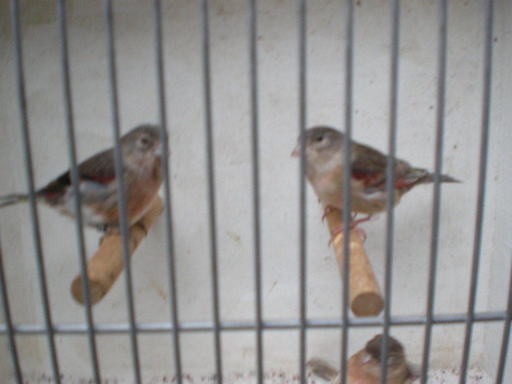 div, f1 sijzen, Vrouwelijk, Wildzangvogel, Geringd