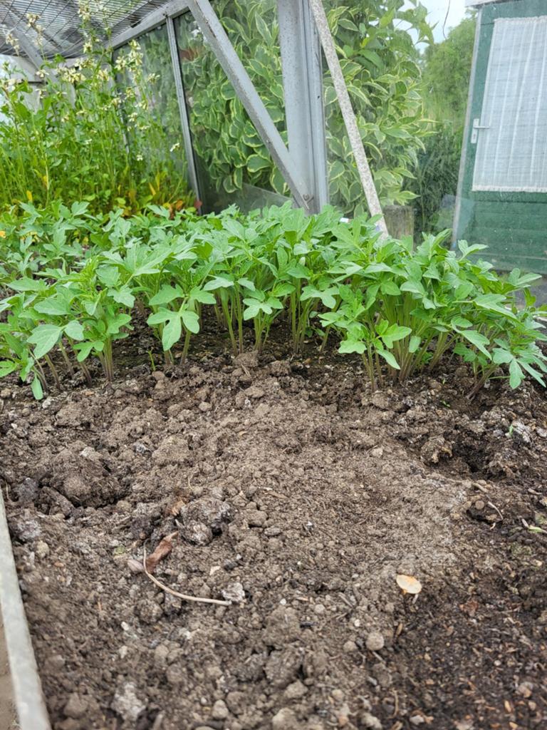 Vlees tomaten, Tuin en Terras, Ophalen