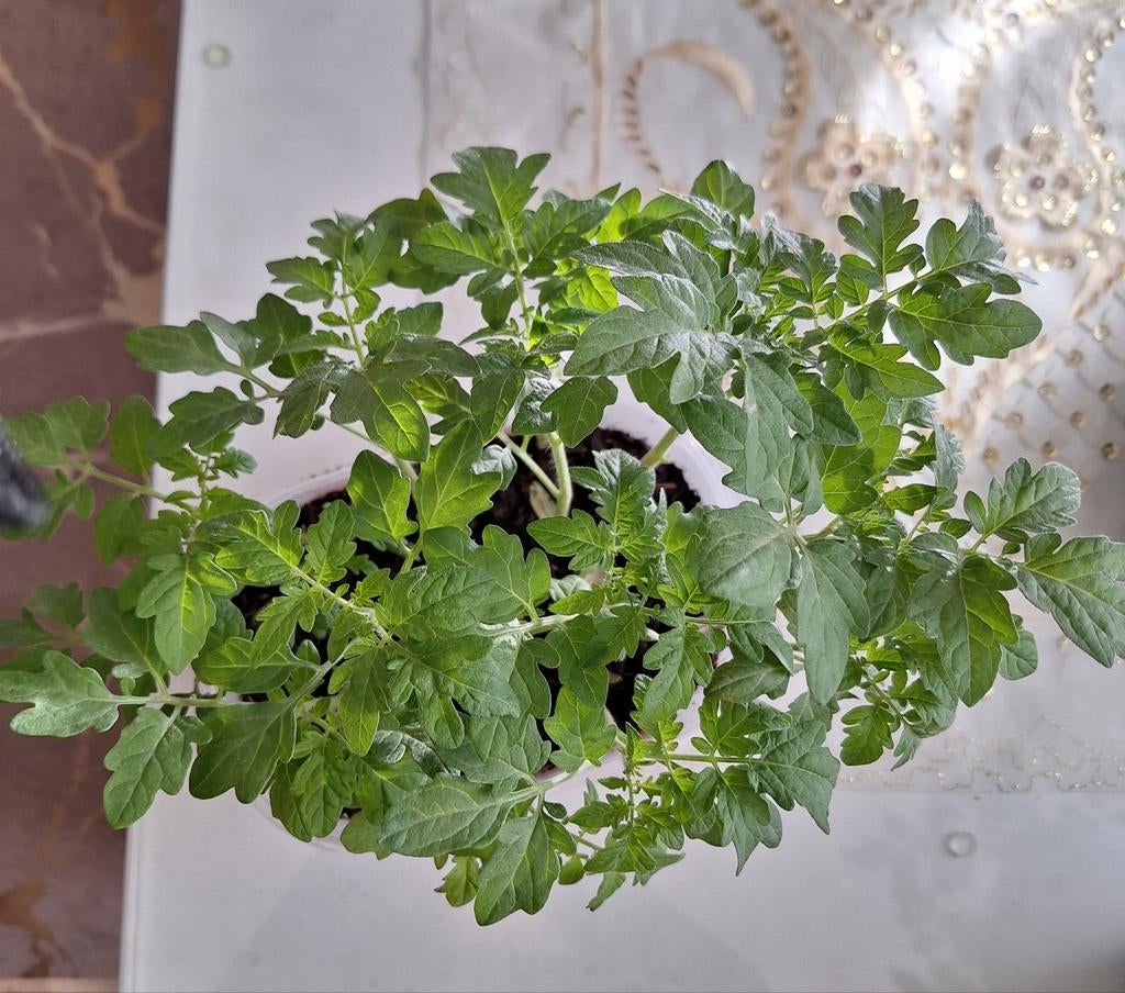 Tomatenplantjes - Vers en klaar om te planten, Tuin en Terras, Ophalen, Eenjarig, Groenteplanten, Volle zon