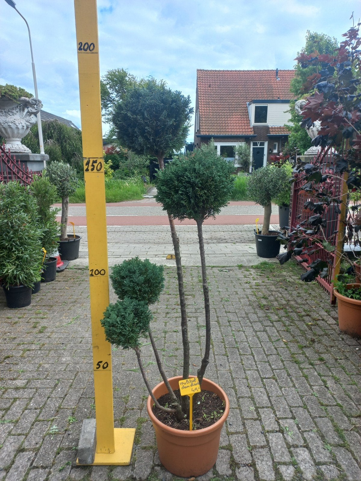 Conifeer Pon-Pon multibol, Tuin en Terras, Planten | Bomen, Bloeit niet, Halfschaduw, Overige soorten, 100 tot 250 cm