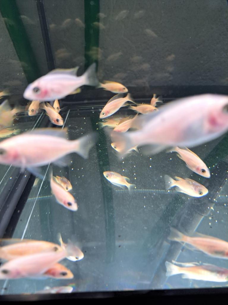Fire vis cichlide, Dieren en Toebehoren, Vissen | Aquariumvissen, Vis