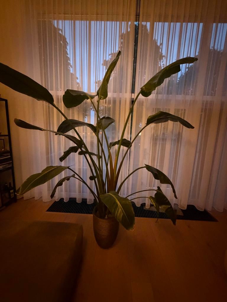 Grote Strelitzia Nicolai kamerplant met pot, Huis en Inrichting, Kamerplanten, Ophalen, 200 cm of meer, Overige soorten, Halfschaduw