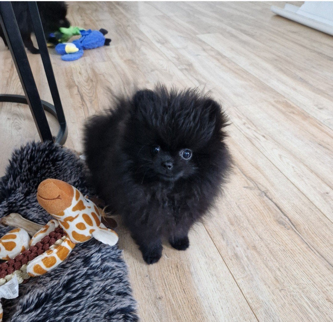 Pomeriaan pups MiniBearFace100% Raszuiver mag meteen Mee, Parvo, 8 tot 15 weken, Meerdere, Nederland