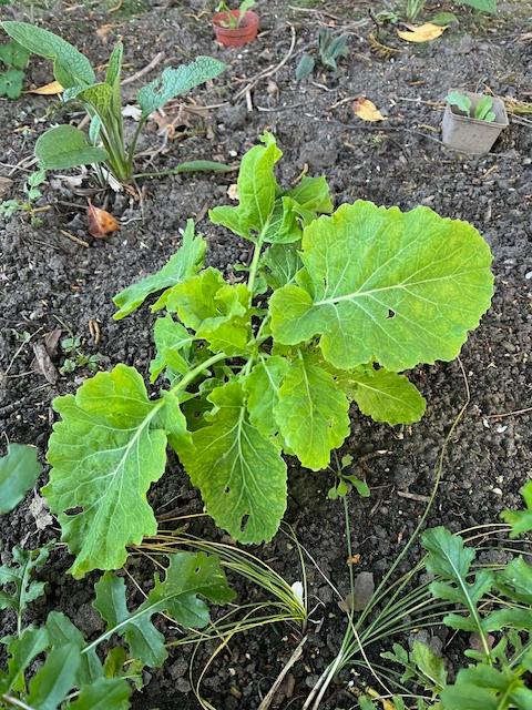 Eeuwige moes, splijtkool of stekkool, biologisch, Ophalen, Vaste plant, Overige soorten, Halfschaduw