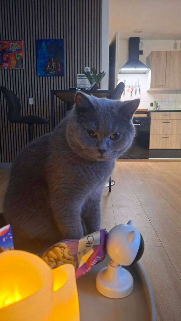 GEZOCHT! BLAUWE BRITSE KORTHAAR VAN ROND DE 6 MAANDEN, Dieren en Toebehoren, Kater