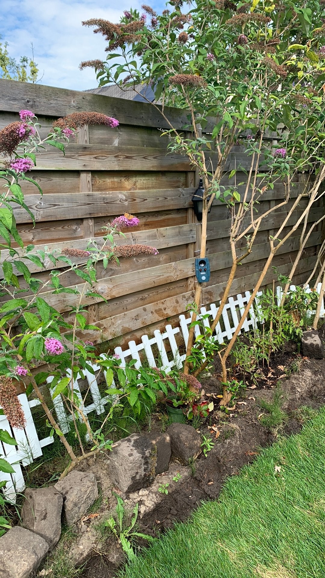Gratis stenen en vlinderbomen, Ophalen, Overige materialen, Gebruikt, 6 meter of meer
