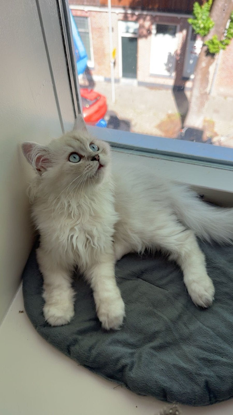 Mannelijke British Longhair – Blauw, Kater
