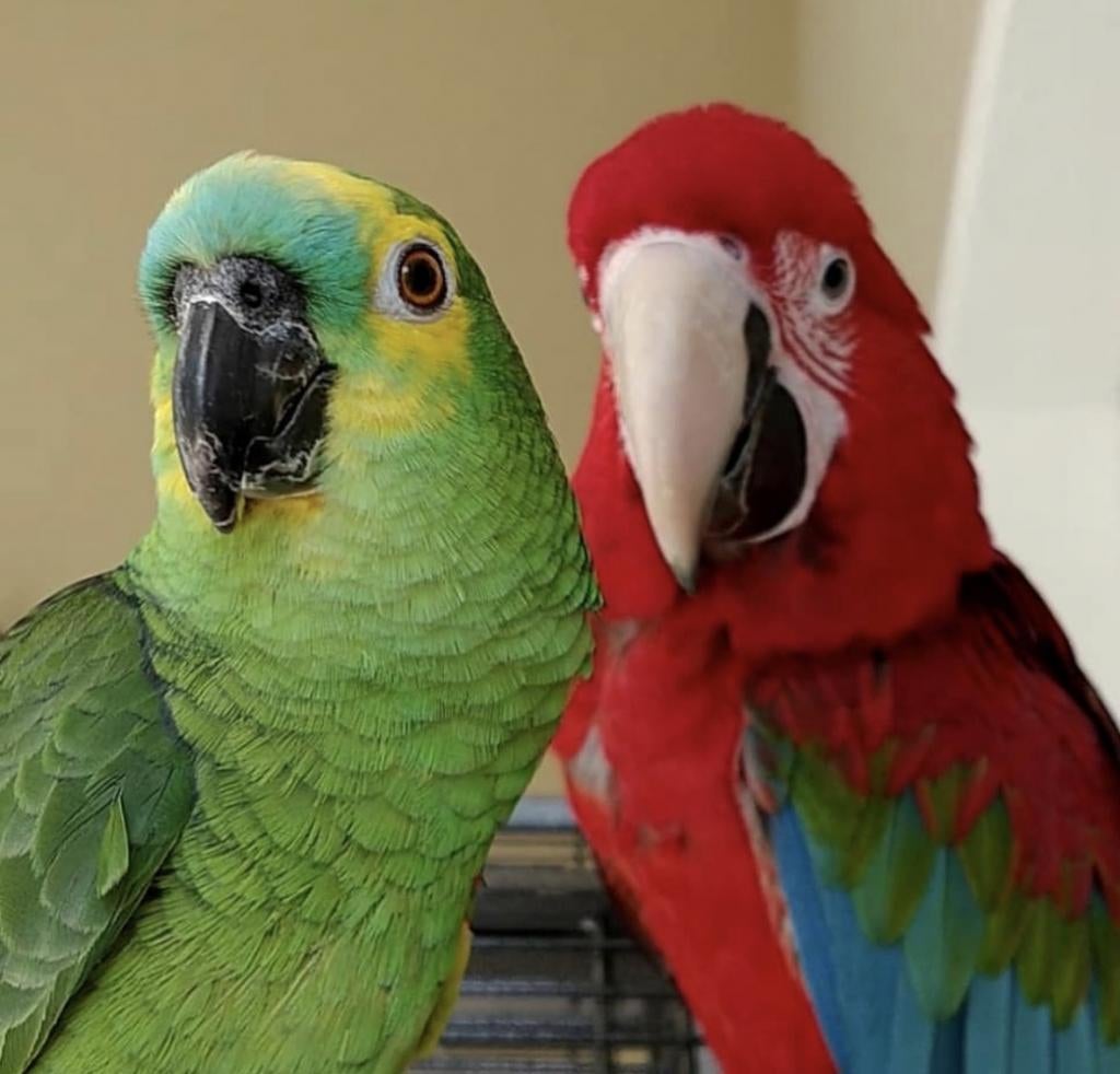 Gezocht ara, kakatoe of amazone papagaai, Dieren en Toebehoren, Vogels | Parkieten en Papegaaien, Mannelijk, Papegaai, Tam