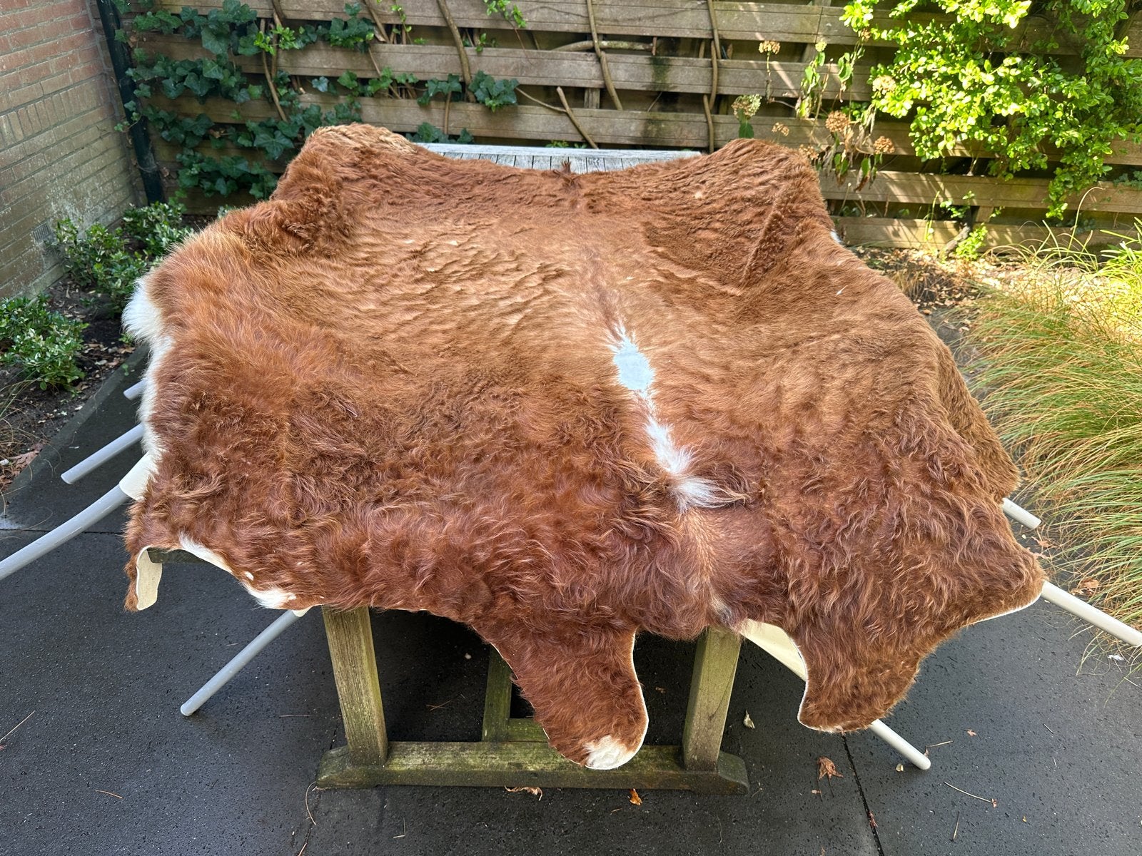 Prachtig bruin-wit koeienvel, decoratief en uniek, Ophalen, Bruin, 150 tot 200 cm, Zo goed als nieuw