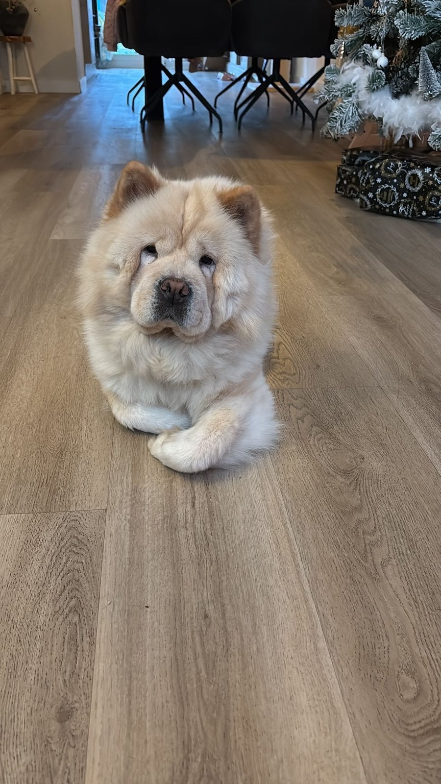 Herplaatser lieve Chow chow, Particulier, Buitenland, Teef, Parvo