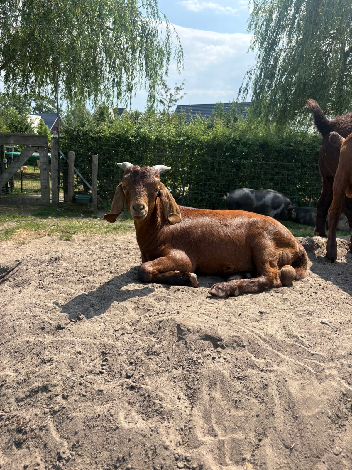 Red Kalahari zeer mooie boerbokjes, Mannelijk, Geit, 0 tot 2 jaar