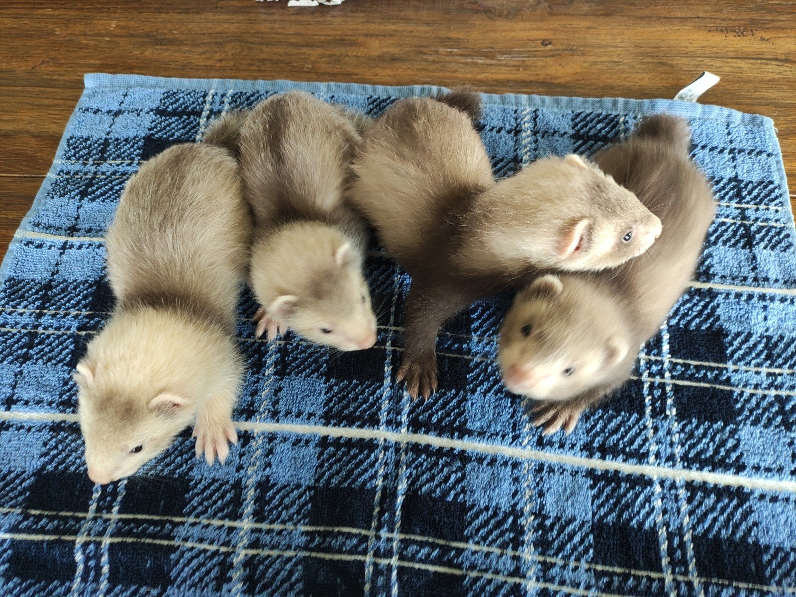 Fretten pups, Dieren en Toebehoren, Mei, Meerdere dieren