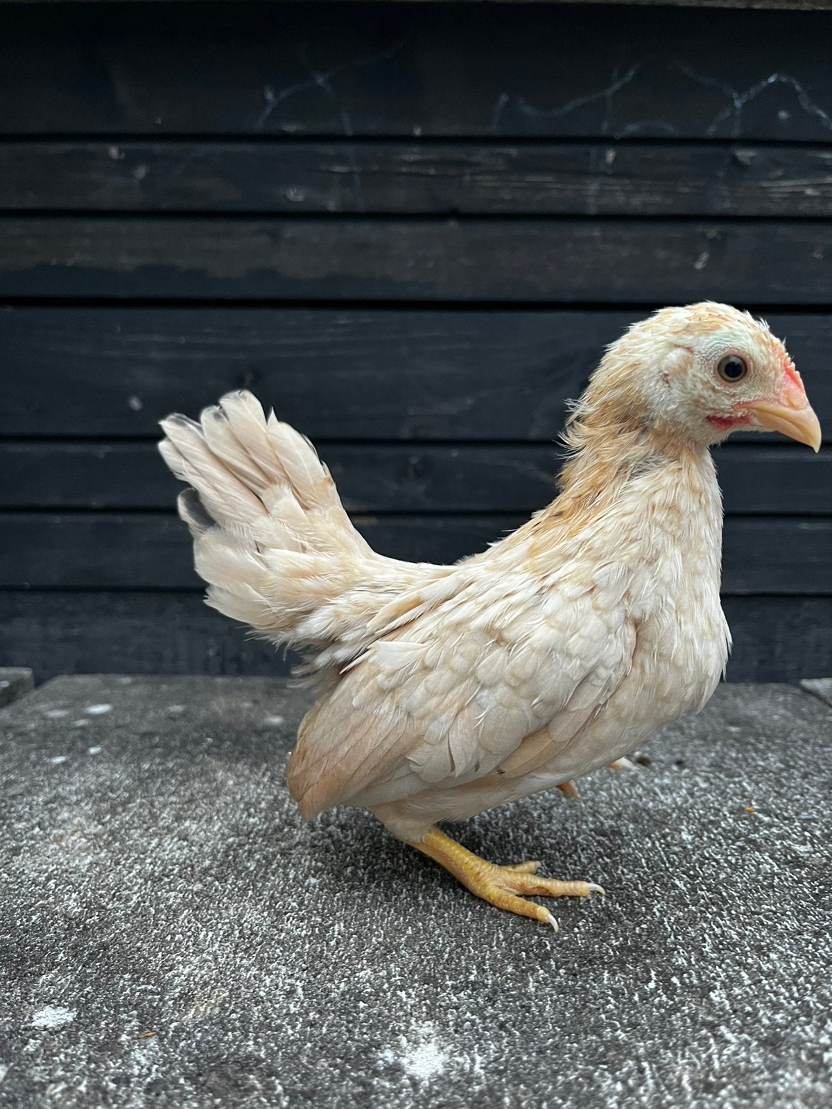Serama’s, Dieren en Toebehoren, Pluimvee, Meerdere dieren, Kip
