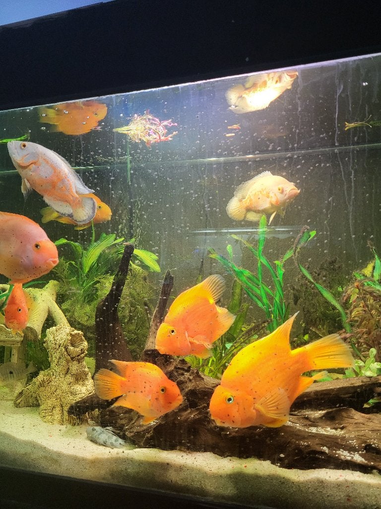 koppel bloodparrot 20 te koop, Vis, Zoetwatervis