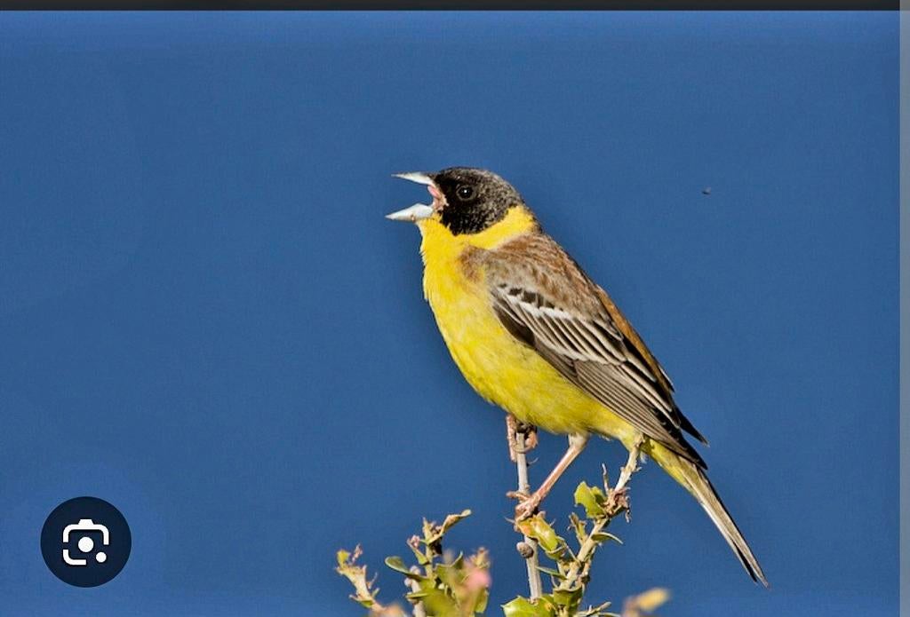 Zwarte kop gors, Dieren en Toebehoren, Vogels | Kanaries, Mannelijk