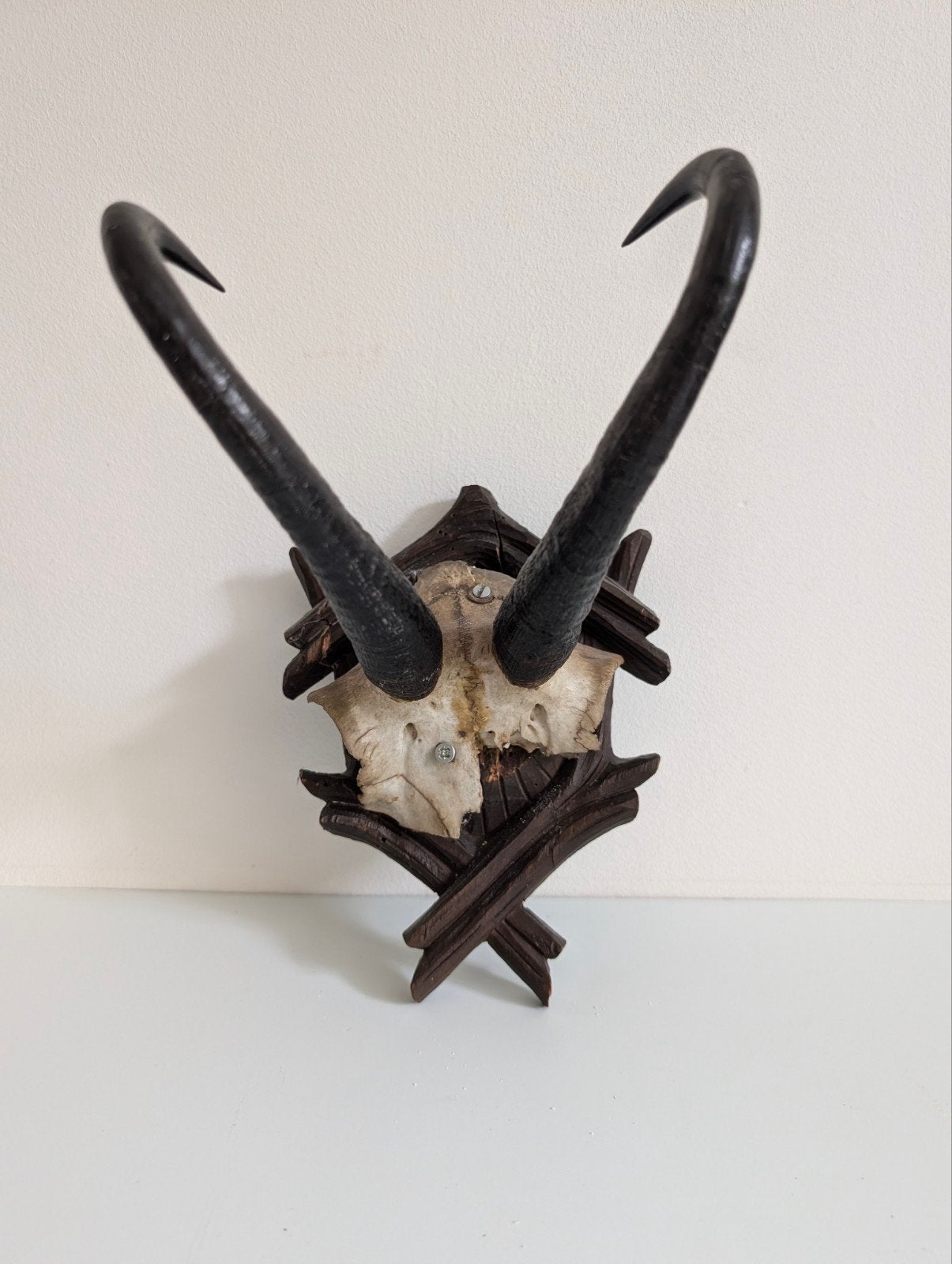 Vintage gemzenhoorns / jachttrofee op houten schild, Ophalen of Verzenden, Beeldje of Figuurtje