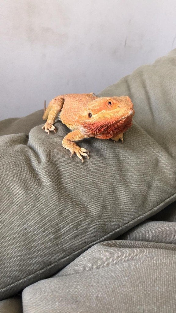 Baardagaam (man) zoekt nieuw huis Bearded Dragon photo 5