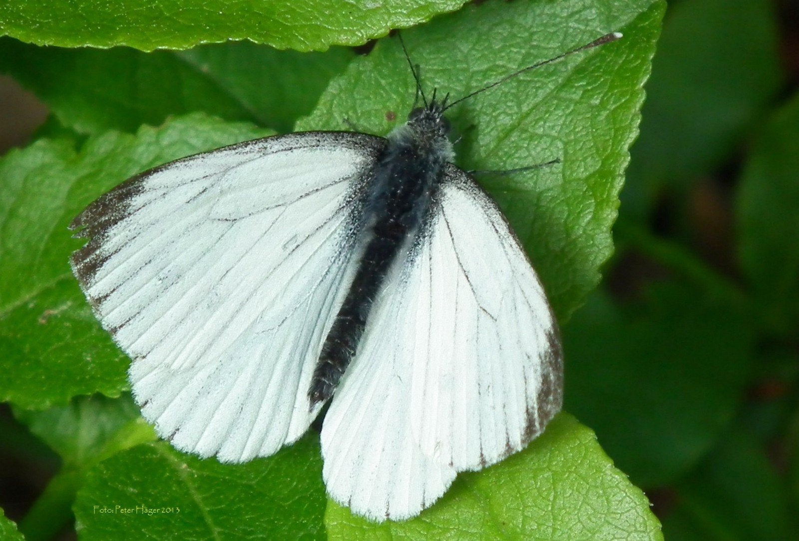 Groot koolwitje (Pieris brassicae) – poppen, Dieren en Toebehoren, Insecten en Spinnen, Vlinders of Rupsen