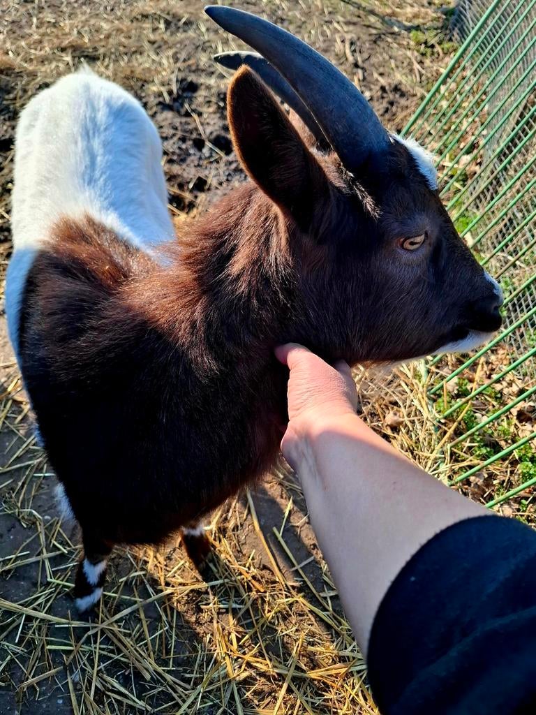 Mooie lieve geit, Dieren en Toebehoren, Mannelijk, Geit
