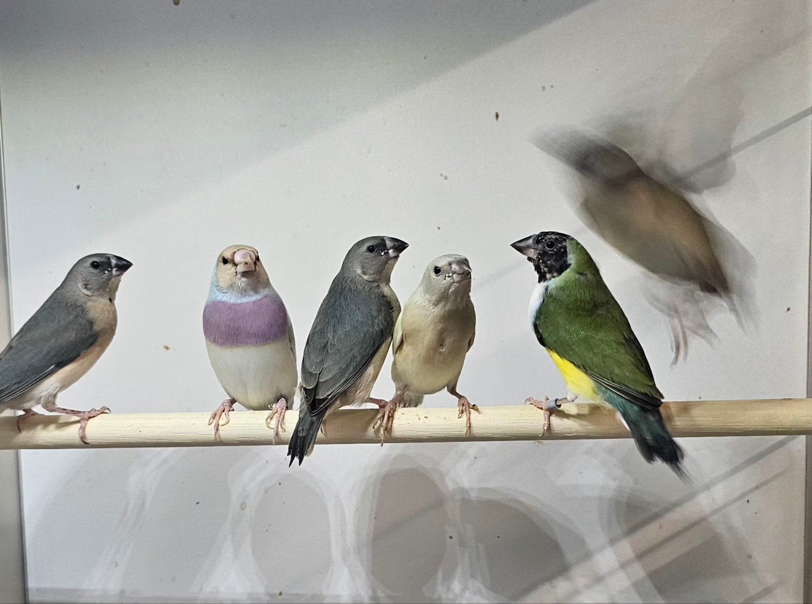 1-1 gould amadine, Dieren en Toebehoren, Vogels | Overige Vogels, Meerdere dieren